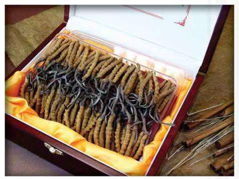 青神冬虫夏草回收